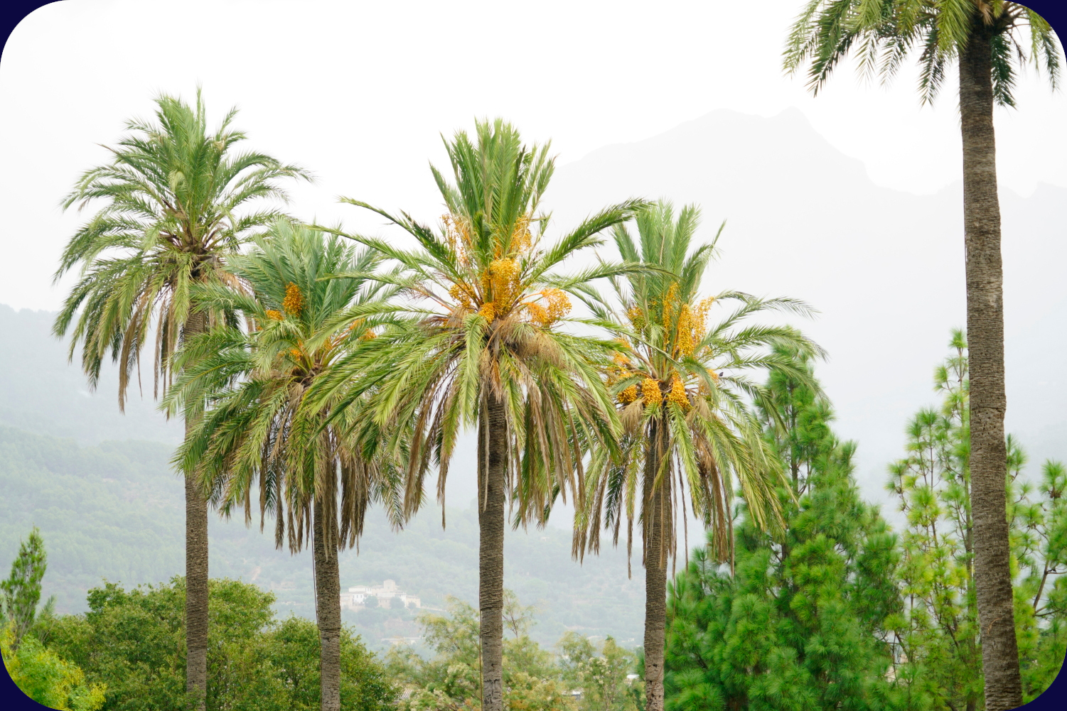 Mallorca Garten Soller